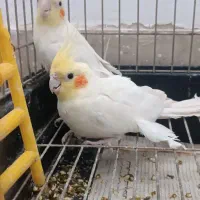 دو عدد عروس هلندی