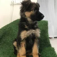 توله ژرمن شپرد شولاین به صورت چکی|سگ|گلپایگان, |دیوار