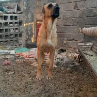 ماده افقانی جفت خورده به ضمانت گله دهن پاکی