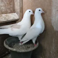 کبوتر پشتی