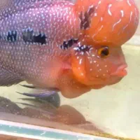 ماهی فلاور خوش قیمت
