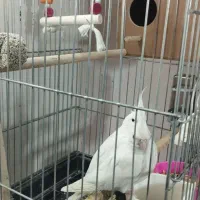 چند جفت عروس هلندی و برزیلی