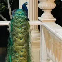 طاووس همه نژاد