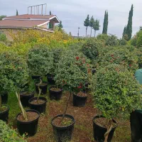 خدمات باغبانی گلکاری کاشتی گل درختکاری کوددهی هرس‌|خدمات باغبانی و درختکاری|کرج, گلشهر|دیوار