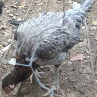 مرغ لاری طوس