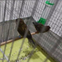 قناری سبزه سیلور