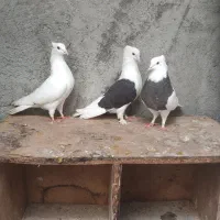 کبوتر طوقی.دکت.زرد.سروردم سفید