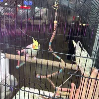 یک جفت عروس هلندی با قفس