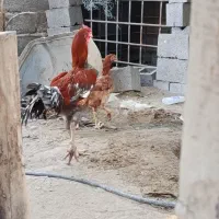 مرغ وخروس|حیوانات مزرعه|میناب, |دیوار