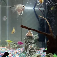 اکواریوم حرفه ای و ماهی نژاد دار|ماهی|کرمانشاه, |دیوار