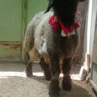 بره رگدار نژادی اصل بختیاری