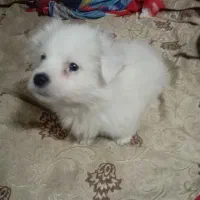 توله پامرخرسی