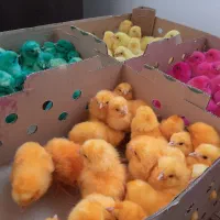 جوجه رنگی و اردک و جوجه محلی