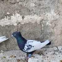 کبوتر سینه سیاه