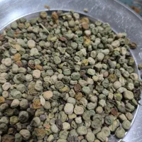 بذر نخود فرنگی