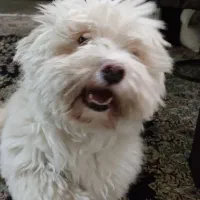 واگذاری سگ نر ترییر