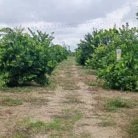 ۲۰هزار متر زمین جاده دریا گهرباران قابل ساخت ساز|فروش زمین و ملک کلنگی|طبقده, |دیوار
