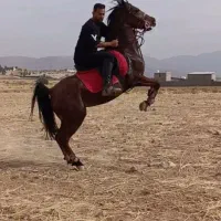 سوارکاری کردن تخصصی اسب