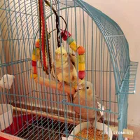 عروس هلندی ۴ماهه جفت نر سخنگو