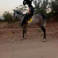 فروش کره مادیون برنگ ابرش
