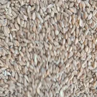 گندم کیسه شده گندم مغزدار۴۹ براارد