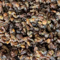 کشمش درجه ۱