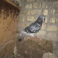 کبوتر پلاکی نرمست|پرنده|اهواز, سپیدار|دیوار