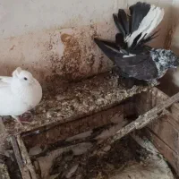 کبوتر دم چتری|پرنده|مشگین شهر, |دیوار