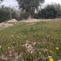 فروش باغچه 1600متری تیون تفیهان|فروش زمین و ملک کلنگی|شیراز, بید زرد|دیوار