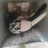 کفتر|پرنده|تهران, پونک|دیوار