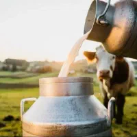 شیر گاو پر چرب