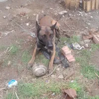 سگ مالینیوز