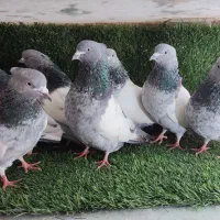 سینه سبز کاکلی ، هملت ، دم چتری ، ساده، راعبی