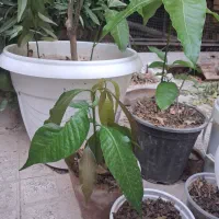 نهال انبه|گل و گیاه طبیعی|مرودشت, فاز اول شهرک فرهنگیان|دیوار