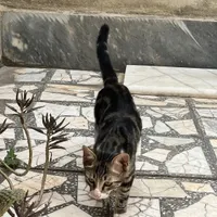 گربه