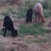 گوسفند