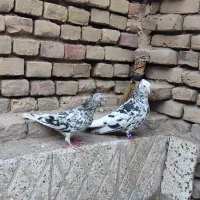 کفتر دم سفید