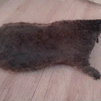 خیگ