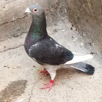 کبوتر دوبرآگهی رو بخونید