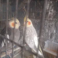 قناری نروماده|پرنده|مهدی شهر, |دیوار