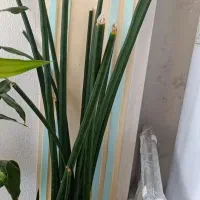 گل وگیاه