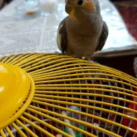 عروس هلندی