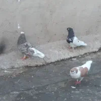 کبوتر