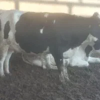 تعدادی گاو شیری جوان