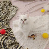 گربه مادر و بچه گربه های پرشین