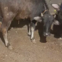 گوساله گاومیش