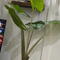 گل طبیعی بابا آدم