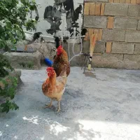 فروشی|حیوانات مزرعه|ثلاث باباجانی, |دیوار
