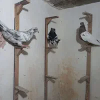 کفتر