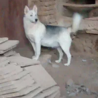 سگ هاسکی نروماده